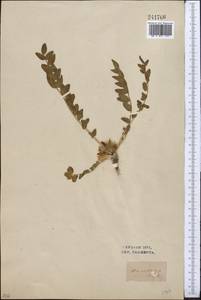Astragalus sewertzowii, Middle Asia, Syr-Darian deserts & Kyzylkum (M7) (Uzbekistan)