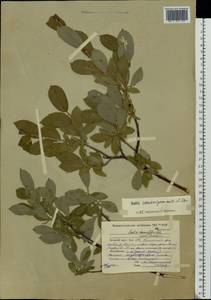 Salix recurvigemmata A. K. Skvortsov, Eastern Europe, Northern region (E1) (Russia)