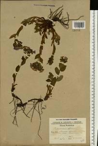 Pulmonaria obscura Dumort., Eastern Europe, South Ukrainian region (E12) (Ukraine)
