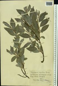 Elaeagnus commutata Bernh. ex Rydb., Eastern Europe, Moscow region (E4a) (Russia)