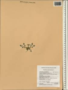 Frankenia pulverulenta, South Asia, South Asia (Asia outside ex-Soviet states and Mongolia) (ASIA) (Cyprus)