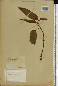 Persicaria amphibia (L.) Gray, Eastern Europe, North-Western region (E2) (Russia)