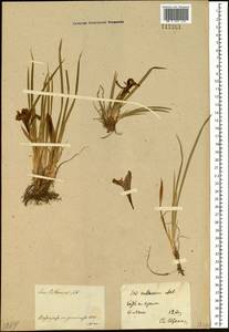 Iris ruthenica Ker Gawl., Siberia, Central Siberia (S3) (Russia)