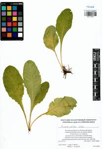 Primula elatior subsp. pallasii (Lehm.) W. W. Sm. & Forrest, Siberia, Baikal & Transbaikal region (S4) (Russia)