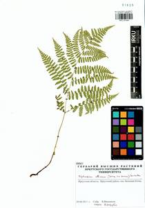 Diplazium sibiricum (Turcz. ex Kunze) Sa.Kurata, Siberia, Baikal & Transbaikal region (S4) (Russia)