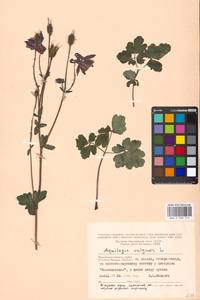 Aquilegia vulgaris L., Eastern Europe, Moscow region (E4a) (Russia)