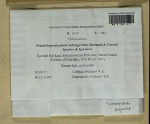Pseudohygrohypnum subeugyrium (Renauld & Cardot) Ignatov & Ignatova, Bryophytes, Bryophytes - Russian Far East (excl. Chukotka & Kamchatka) (B20) (Russia)