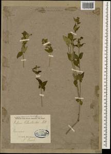 Galium valantioides M.Bieb., Caucasus (no precise locality) (K0)