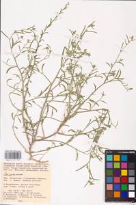 Corispermum, Middle Asia, Caspian Ustyurt & Northern Aralia (M8) (Kazakhstan)