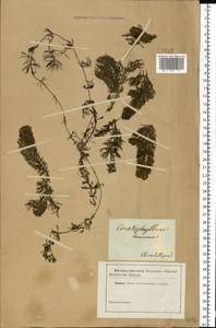 Ceratophyllum demersum L., Eastern Europe, South Ukrainian region (E12) (Ukraine)