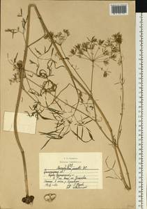 Chaerophyllum prescottii DC., Eastern Europe, Lower Volga region (E9) (Russia)