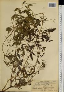 Clematis glauca Willd., Siberia, Altai & Sayany Mountains (S2) (Russia)