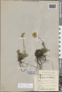 Archanthemis marschalliana subsp. pectinata (Boiss.) Lo Presti & Oberpr., Caucasus, Stavropol Krai, Karachay-Cherkessia & Kabardino-Balkaria (K1b) (Russia)