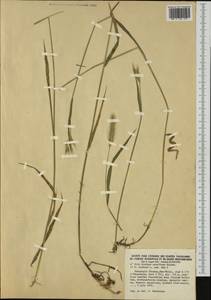 Hordeum secalinum Schreb., Western Europe (EUR) (France)