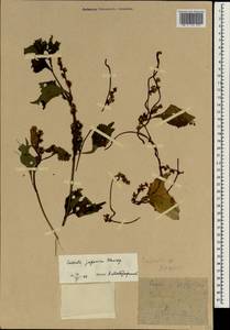 Cuscuta japonica Choisy, South Asia, South Asia (Asia outside ex-Soviet states and Mongolia) (ASIA) (North Korea)