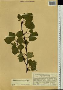 Betula pubescens var. kusmisscheffii (Regel) Gürke, Siberia, Central Siberia (S3) (Russia)