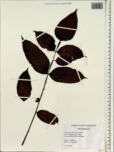 Anacardiaceae, South Asia, South Asia (Asia outside ex-Soviet states and Mongolia) (ASIA) (Vietnam)