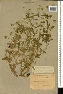 Viola arvensis Murray, Caucasus, Dagestan (K2) (Russia)