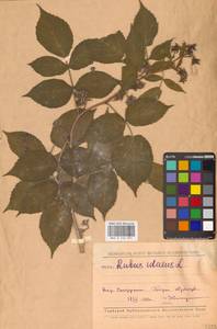 Rubus idaeus L., Eastern Europe, Middle Volga region (E8) (Russia)