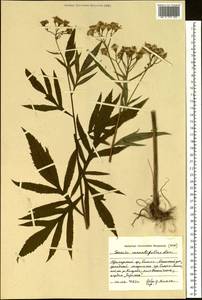 Jacobaea cannabifolia (Less.) E. Wiebe, Siberia, Russian Far East (S6) (Russia)