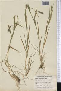 Hordeum brachyantherum Nevski, America (AMER) (Canada)