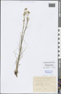Eremogone longifolia (M. Bieb.) Fenzl, Eastern Europe, Central forest-and-steppe region (E6) (Russia)