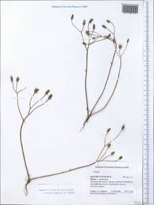 Crepis sancta subsp. sancta, Crimea (KRYM) (Russia)