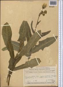 Sonchus arvensis L., Middle Asia, Muyunkumy, Balkhash & Betpak-Dala (M9) (Kazakhstan)