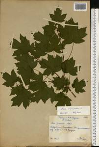 Acer campestre L., Eastern Europe, Moscow region (E4a) (Russia)