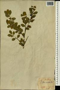 Ilex crenata Thunb., South Asia, South Asia (Asia outside ex-Soviet states and Mongolia) (ASIA) (Japan)