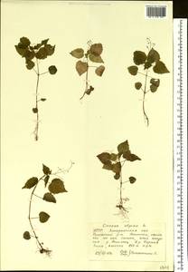 Circaea alpina L., Eastern Europe, West Ukrainian region (E13) (Ukraine)