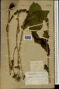 Crepis sibirica L., Eastern Europe, Central forest-and-steppe region (E6) (Russia)