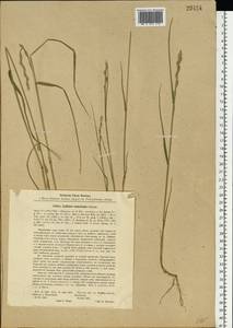 Lolium remotum Schrank, Eastern Europe, Central region (E4) (Russia)