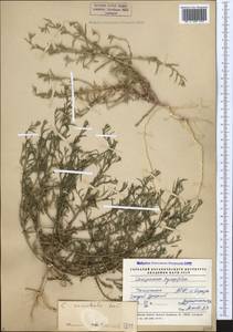Corispermum hyssopifolium L., Caucasus, Dagestan (K2) (Russia)