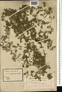 Tribulus terrestris L., Caucasus, Georgia (K4) (Georgia)