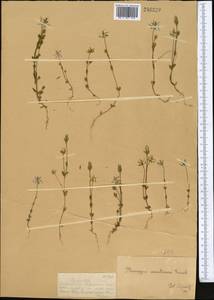 Lomatogonium carinthiacum (Wulfen) Reichenb., Middle Asia, Dzungarian Alatau & Tarbagatai (M5) (Kazakhstan)