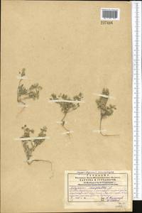 Alyssum alyssoides (L.) L., Middle Asia, Western Tian Shan & Karatau (M3) (Kazakhstan)