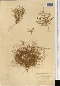 Grubovia dasyphylla (Fisch. & C. A. Mey.) Freitag & G. Kadereit, Mongolia (MONG) (Mongolia)