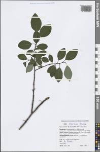 Salix taraikensis Kimura, Siberia, Baikal & Transbaikal region (S4) (Russia)