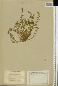 Herniaria glabra L., Eastern Europe, Latvia (E2b) (Latvia)