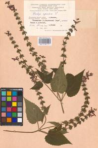 Stachys sylvatica L., Eastern Europe, Moscow region (E4a) (Russia)