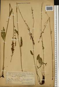 Rumex arifolius All., Eastern Europe, Northern region (E1) (Russia)