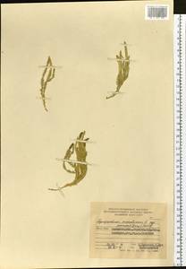 Spinulum annotinum subsp. alpestre (Hartm.) Uotila, Siberia, Chukotka & Kamchatka (S7) (Russia)