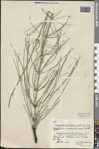 Equisetum ramosissimum Desf., Eastern Europe, North Ukrainian region (E11) (Ukraine)