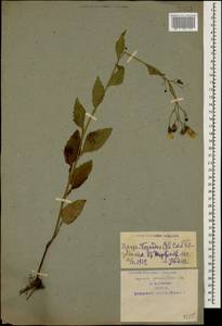 Lapsana communis subsp. grandiflora (M. Bieb.) P. D. Sell, Caucasus, Armenia (K5) (Armenia)