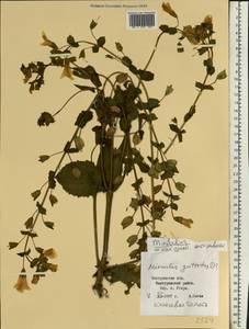 Erythranthe guttata (DC.) G.L.Nesom, Eastern Europe, Central forest region (E5) (Russia)