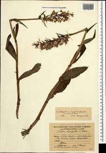 Dactylorhiza urvilleana (Steud.) H.Baumann & Künkele, Caucasus, South Ossetia (K4b) (South Ossetia)