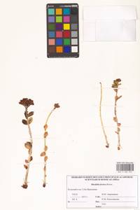 Rhodiola rosea L., Eastern Europe, Northern region (E1) (Russia)