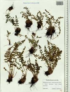 Woodsia ilvensis (L.) R. Br., Eastern Europe, Northern region (E1) (Russia)