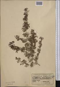 Prosopis farcta (Banks & Sol.)J.F.Macbr., Middle Asia, Syr-Darian deserts & Kyzylkum (M7) (Uzbekistan)